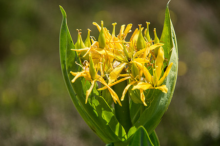 古代纳卢提亚 科林 洛瓦 弗朗丝的加萨西尼植物生长新生活花园前景花瓣花头花朵色彩黄色图片