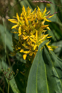 古代纳卢提亚 科林 洛瓦 弗朗丝的加萨西尼花朵新生活色彩花头美丽花园花瓣植物前景黄色图片