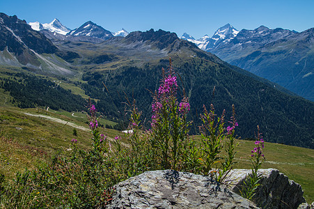 桑多林 瓦拉斯 瑞士生长风景顶峰绿色树谷风光天空孤独山台场景图片