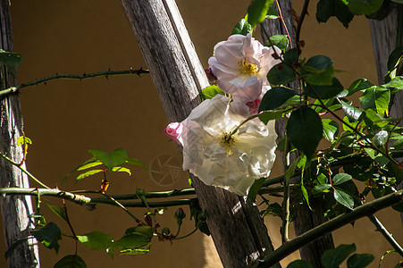 Ardeche france 纤维粉色花瓣植物栅栏叶子生长绿色花头图片