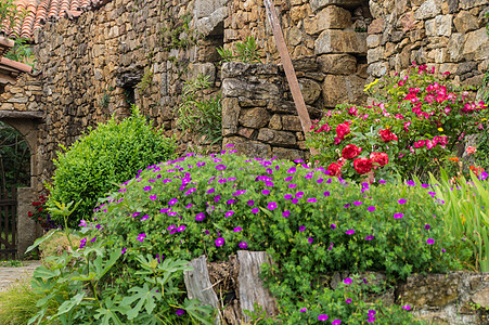 佩洛特 博蒙特 埃尔德切 费尔南斯植物紫色花瓣地方绿色花头色彩石墙粉色脆弱性图片