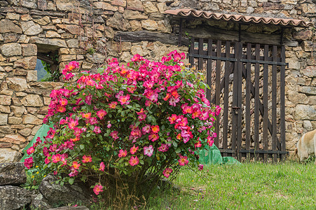 佩洛特 博蒙特 埃尔德切 费尔南斯脆弱性建筑外观花瓣植物特征结构窗户墙体粉色图片