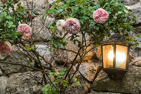 Ardeche france 纤维羊角大自然面包电灯空气芙蓉植物园樱花照明玫瑰色图片