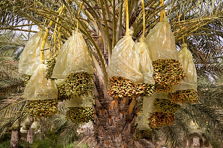 日期成熟的椰枣树枝 突尼斯图片