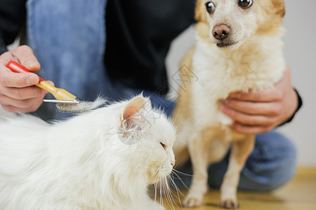 长头发 猫的发型 宠物护理部位亲热哺乳动物白猫爪子感情小猫动物梳理猫咪图片