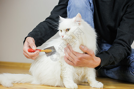 长头发 猫的发型 宠物护理晶须梳子身体亲热小猫爪子白猫行为毛皮动物图片