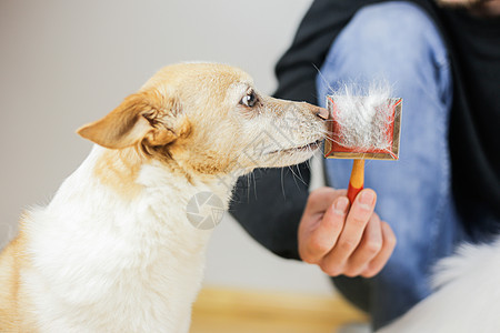 将狗的外套 狗的发型 宠物护理结合起来哺乳动物毛皮梳子工具沙龙卫生犬类头发刷子理发图片