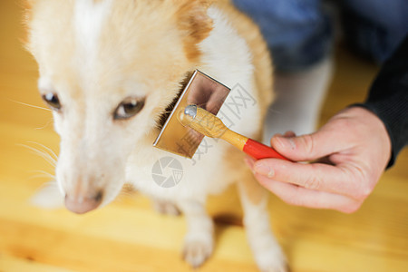 将狗的外套 狗的发型 宠物护理结合起来羊毛刷子狗狗犬类工具友谊毛皮哺乳动物理发师理发图片