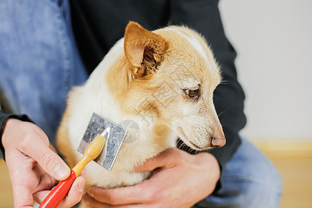 将狗的外套 狗的发型 宠物护理结合起来职业卫生梳子犬类羊毛毛皮工具小狗动物理发师图片