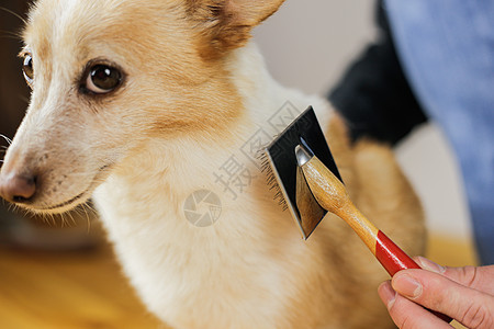 将狗的外套 狗的发型 宠物护理结合起来梳子乐趣沙龙工具毛皮羊毛美容刷子长发头发图片