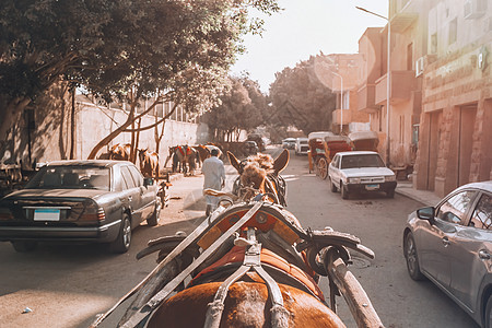 埃及开罗吉萨街上的马车骑术市中心大街旅游交通建筑学生活街道动物城市图片