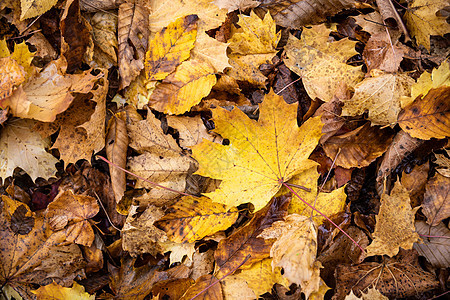 秋天时 密切关注地上棕色的红树林叶子图片