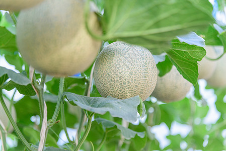 温室里新鲜的甜瓜农业农场蔬菜水果国家收成植物食物营养花园图片