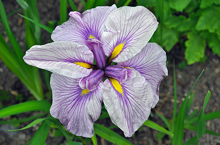 美丽的紫色虹膜鸢尾花绿色花园植物黄色植物群花瓣图片