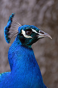 美丽的蓝孔雀动物园羽毛动物异国情调鸟类叶子蓝色野生动物图片
