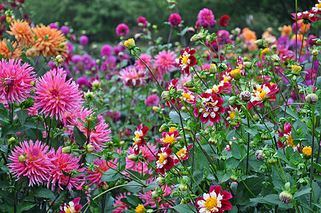 多彩多彩的达利亚花园图片