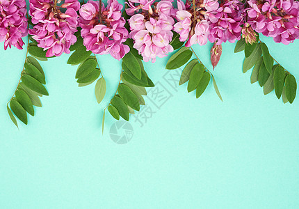 开花的分支刺槐粉红色的花朵 绿色 le植物群粉色黑色季节植物学褐色植物衬套荒野叶子图片