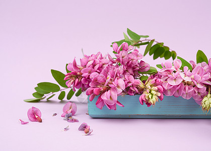 开花的分支刺槐粉红色的花朵 绿色 le叶子荒野植物衬套粉色植物学植物群紫色季节褐色图片