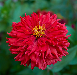 年度和常年草药的红色Zinniagenus植物花园绿色叶子花瓣黄色植物群植物学活力季节图片