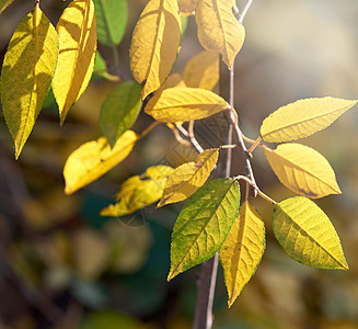 秋天阳光明媚的日子里有绿色和黄色叶子的樱桃枝水果植物晴天橙子季节农村公园生长花园环境图片