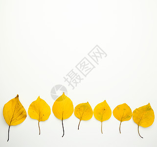 白背景的黄干杏树叶 秋日后端图片