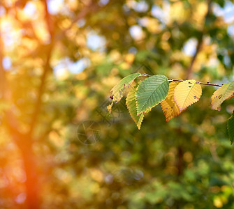 日落后秋天 阳光下有绿树枝和绿树图片