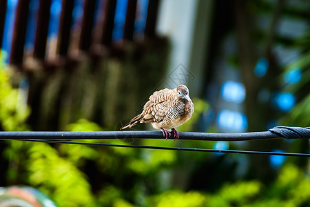 Zebra Dove 鸟 在线上公园食物鸟类日光翅膀麻雀羽毛小鸡家禽电缆图片