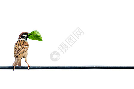 欧亚树麻雀 鸟 在铁丝线上小鸡鸟类野生动物眼睛金属歌曲生活家禽电缆栖息图片