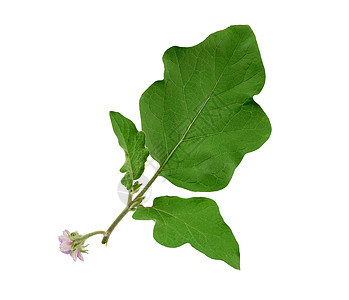 带有绿叶和紫花朵的茄子枝食物营养绿色蔬菜茄子叶子生长白色植物学植物群图片