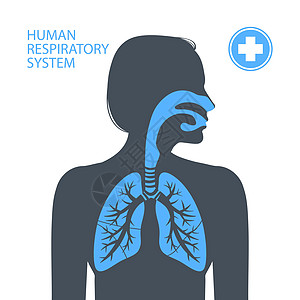 人体呼吸系统空腔女士药品管道教育气管肺泡鼻音呼吸胸部图片