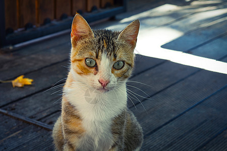 三个颜色的流浪猫肖像 主演可爱雌小猫图片