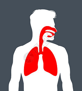 人体呼吸系统药品呼吸解剖学生物肺泡气管教育鼻音身体支气管图片