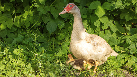 白鸭子和黄鸭子在草地上 母鸭子图片
