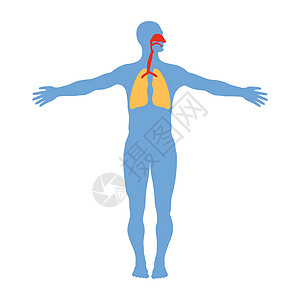 白色背景下的人体呼吸系统解剖学图片
