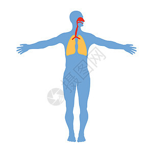 白色背景下的人体呼吸系统解剖学图片