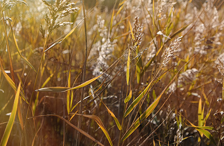 秋天在池塘里风中摇摇荡着棕色植物风景场地甘蔗日落芦苇黄色稻草生长图片