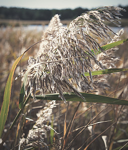 秋天在池塘里风中摇摇荡着季节叶子芦苇风景甘蔗黄色绿色草地种子稻草图片
