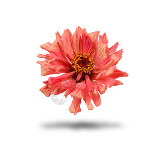 白底孤立的银尼亚开花的粉红芽花束雏菊植物群季节粉色植物学美丽植物圆圈叶子图片