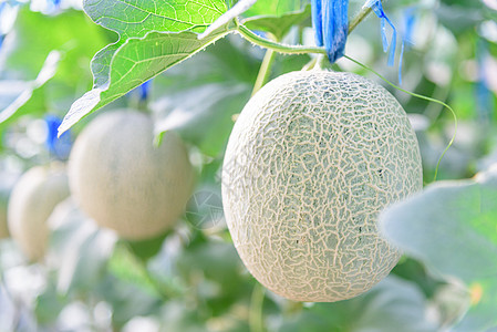 温室里新鲜的甜瓜农场生产收成西瓜场地食物生长水果蔬菜植物图片