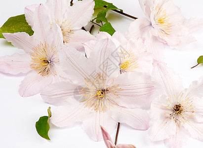 白色背景的粉红花束花花花邀请函绿色植物学叶子植物群植物花瓣美丽婚礼花园图片