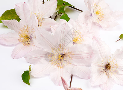 白色背景的粉红花束花花花邀请函绿色植物学叶子植物群植物花瓣美丽婚礼花园背景图片