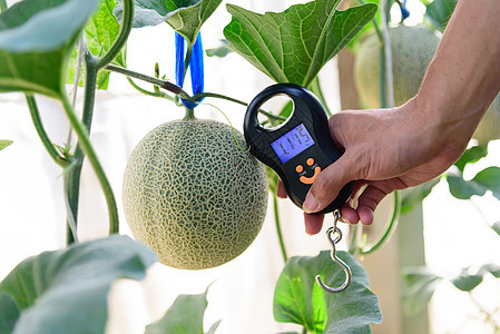 农场新鲜甜瓜重量使用便携式数字比例尺袖珍金属医疗控制平衡操作健康物品测量产品图片