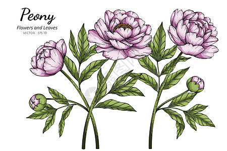 粉红牡丹花和叶绘图插图与线条艺术 o图片