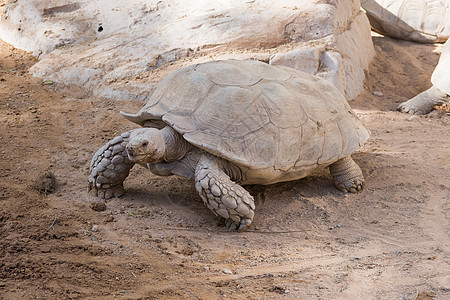 一只巨型乌龟穿过沙漠 在沙漠中漫步图片
