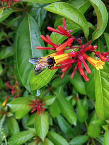 蜂蜜从花朵中收集蜜蜜糖图片