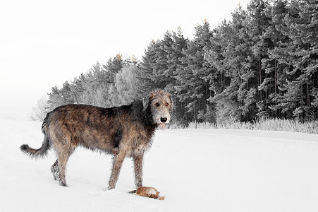 爱尔兰猎狼犬猎犬狼狗头发白色灰色玩具乐趣哺乳动物动物朋友图片