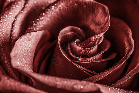 绽放带露珠的玫瑰中心图片