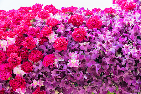 粉色康乃馨花束康乃馨花和紫色兰花花风格兰花花园粉色植物群背景花束装饰花卉念日背景