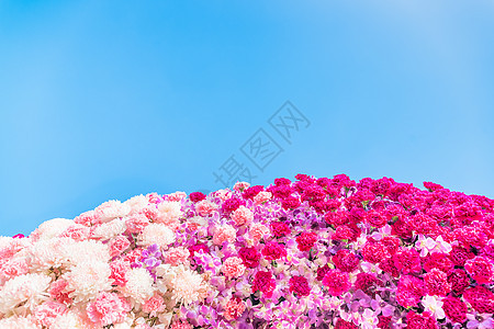 康乃馨花和菊花植物学背景花朵白色图案植物群植物兰花装饰粉色图片