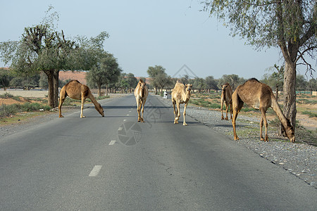 在阿拉伯联合酋长国Khaimah角 骆驼过境图片